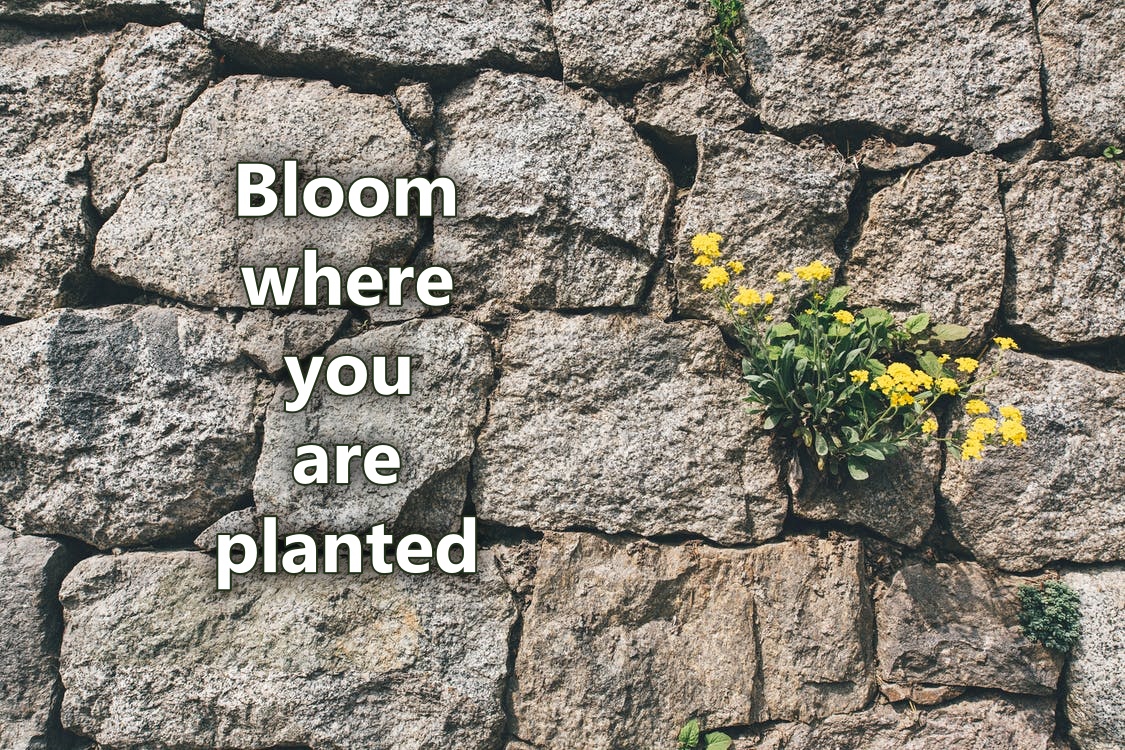 kukoista bloomington hämeenlinna